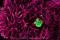 Coral Fluorescence, Indonesia