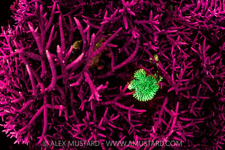 Coral Fluorescence, Indonesia