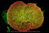 Coral Fluorescence, Indonesia