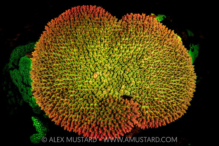 Coral Fluorescence, Indonesia