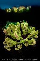 Fluorescent Coral Beneath Resort, Indonesia