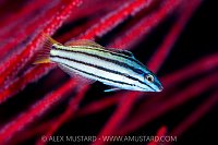 Juvenile Twotone Wrasse, Indonesia
