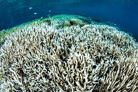 Bleached Corals, Indonesia