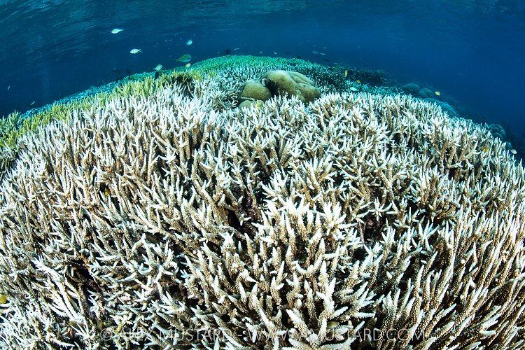 Bleached Corals, Indonesia