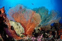 Barramundi On Reef, Indonesia