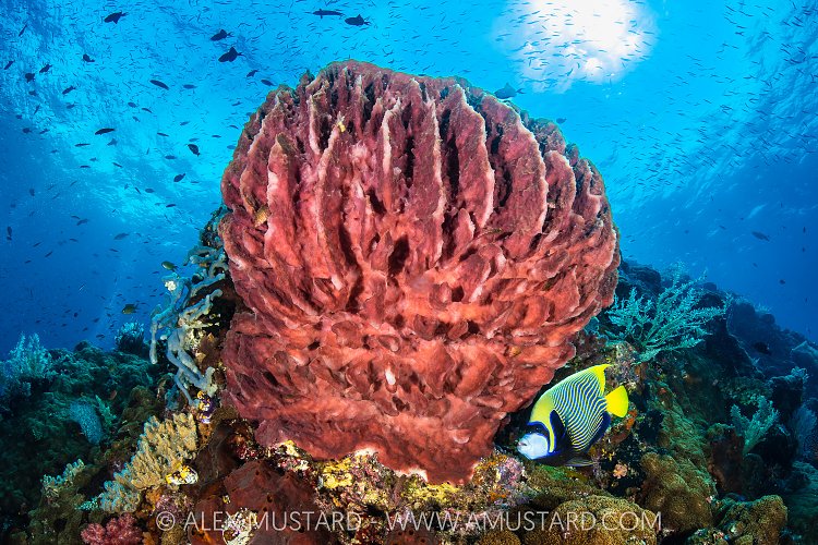 Emperor Of The Reef, Indonesia