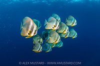 Batfish School, Indonesia