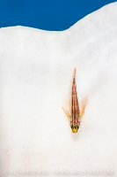 Triplefin On Bleached Coral, Indonesia