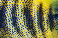 Angelfish Detail, Indonesia