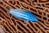 A portrait of an intermediate twotone wrasse (Halichoeres prosopeion) in front of a sea fan (Annella sp..). Misool, Raja Ampat, West Papua, Indonesia. Ceram Sea. Tropical West Pacific Ocean.