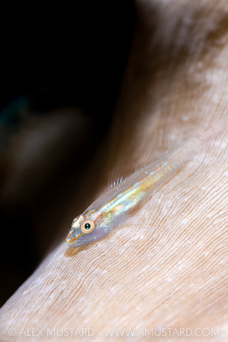 Ghost Goby Portrait, Indonesia