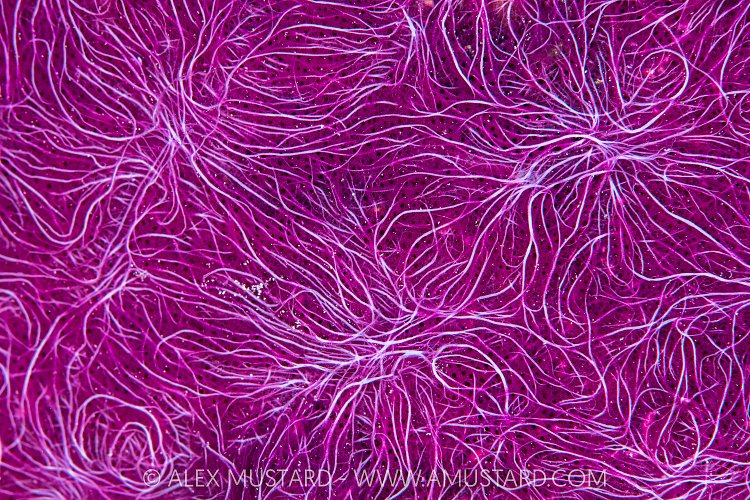 Pink Sponge Detail, Indonesia