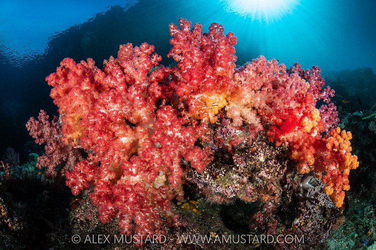 Soft Corals And Sunburst, Indonesia