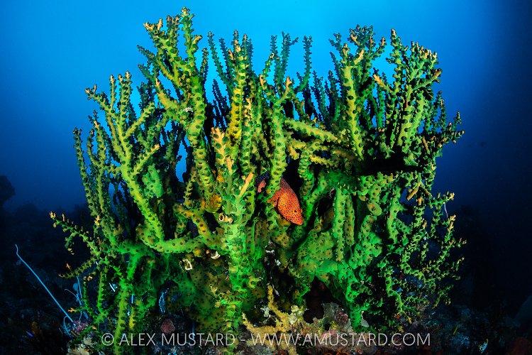 Green Coral With Grouper, Indonesia