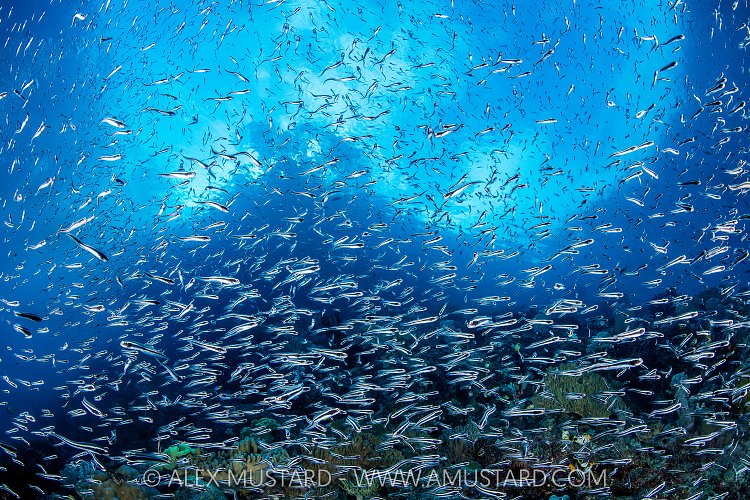 Blenny Blizzard, Indonesia