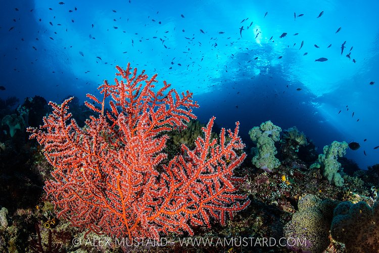 Gorgonian Fan On The Reef, Indonesia