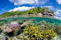 Coral Garden And Tropical Island, Indonesia