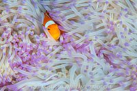 Anemonefish In Bleached Anemone, Indonesia