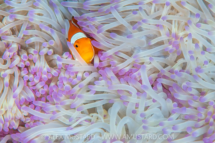 Anemonefish In Bleached Anemone, Indonesia