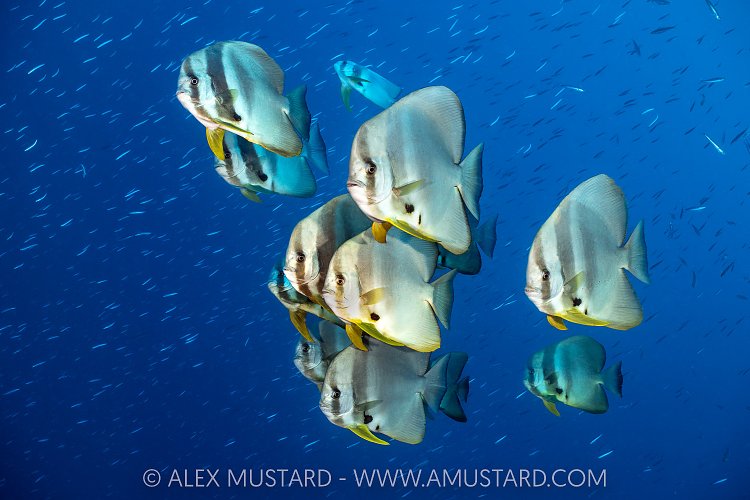 Batfish School, Indonesia