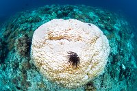 Bleached Coral Head, Indonesia