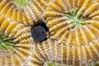 Flagfin Blenny Nest, Cayman Islands