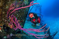 Diver And Sponges, Kittiwake, Cayman Islands