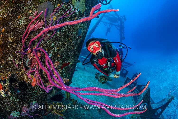 Diver And Sponges, Kittiwake, Cayman Islands