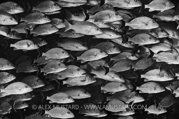 Grunt School, Cayman Islands