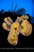 Brown Tube Sponges, Cayman Islands