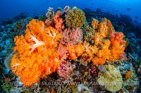 Corals In The Current, Indonesia