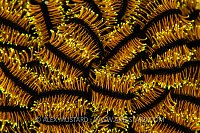 Crinoid Details, Indonesia