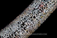 Damselfish Eggs, Indonesia