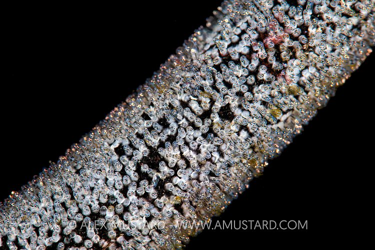 Damselfish Eggs, Indonesia