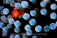 Anemonefish And Tentacles, Indonesia
