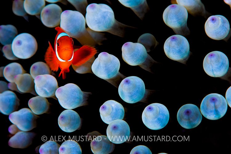 Anemonefish And Tentacles, Indonesia