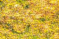 Pink Eggs, Indonesia