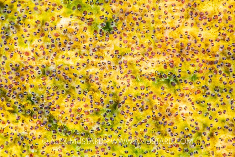 Pink Eggs, Indonesia