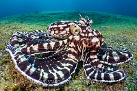 Mimic Octopus, Indonesia