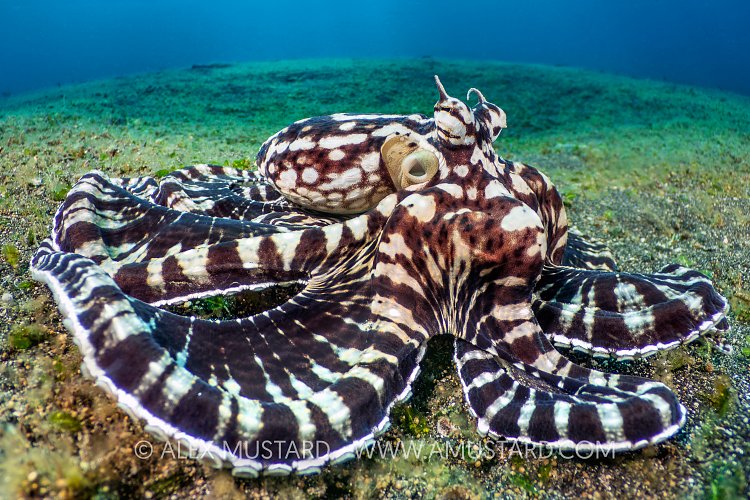 Mimic Octopus, Indonesia
