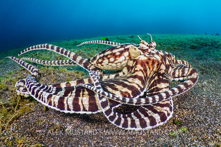 Mimic Octopus, Indonesia