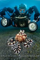 Diver Photographs Mimic Octopus, Indonesia