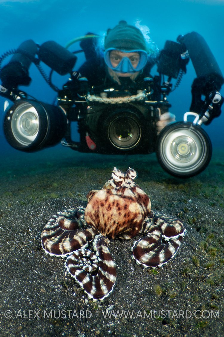 Diver Photographs Mimic Octopus, Indonesia