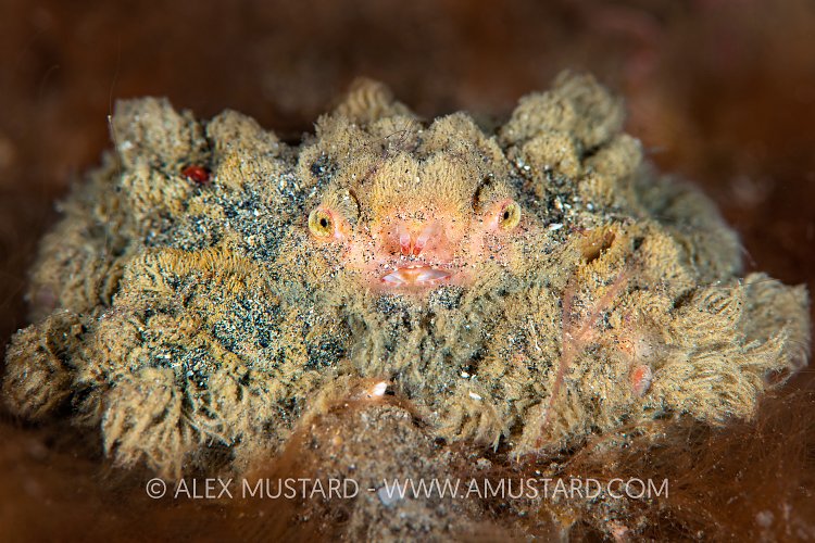 Shaggy Crab, Indonesia