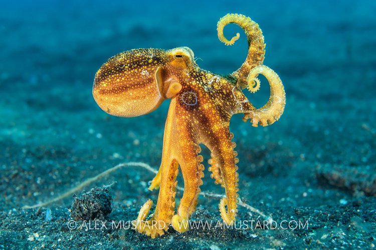 Mototi Octopus, Indonesia