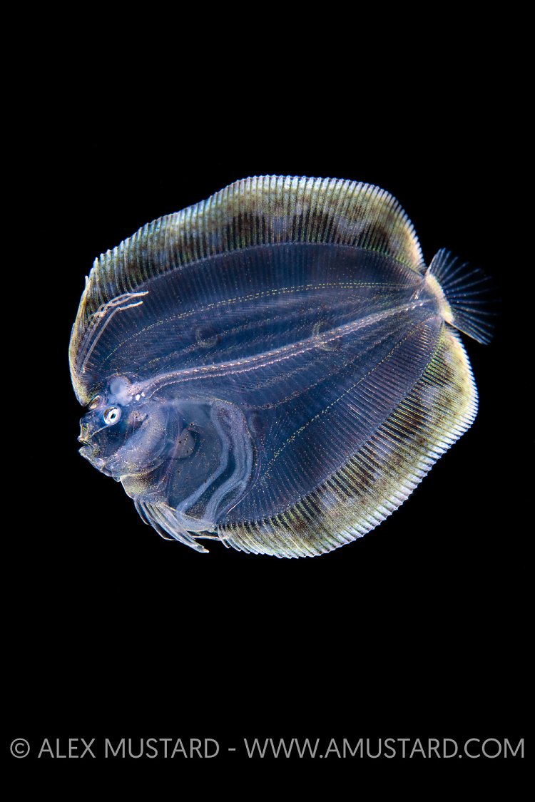 Larval Stage Flounder, Indonesia