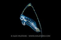 Planktonic Larval Stage Tonguefish, Indonesia