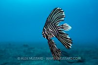 Juvenile Zebra Batfish, Indonesia