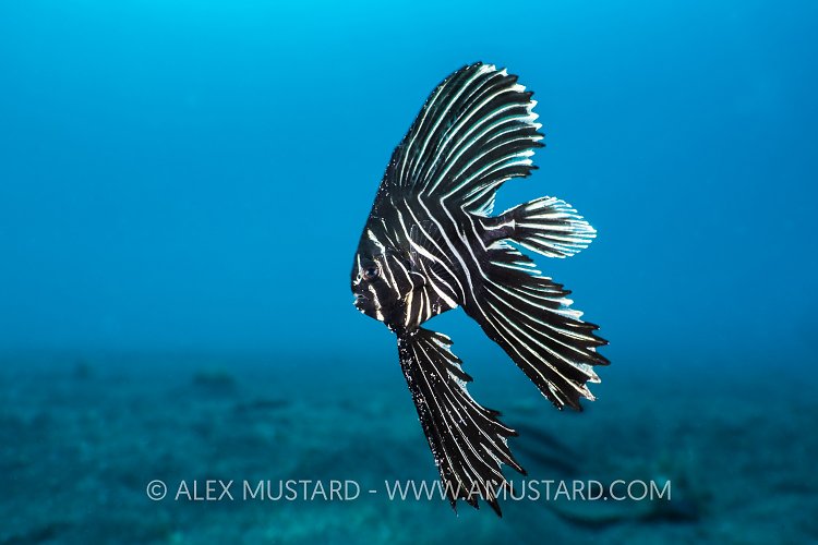 Juvenile Zebra Batfish, Indonesia