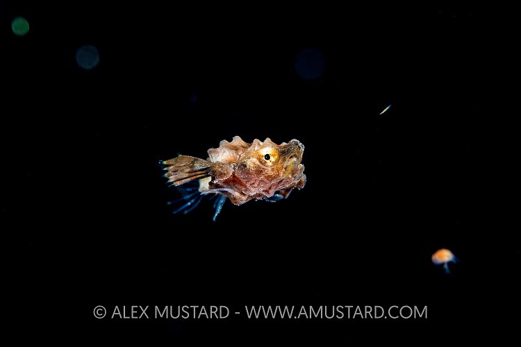 Planktonic Larval Stage Sea Moth Fish, Indonesia